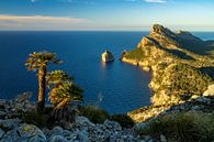 North side of Mallorca at sunset with palm tree at Albercutx Watchtower by Daniel Pahmeier thumbnail