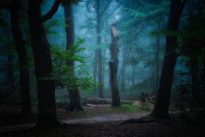 Tree stump highlighted in the forest