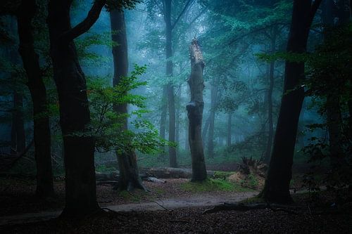 Boomstronk uitgelicht in het bos