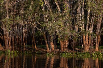 Pantanal van Hillebrand Breuker