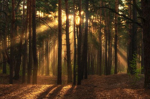 Sunny morning in the forest