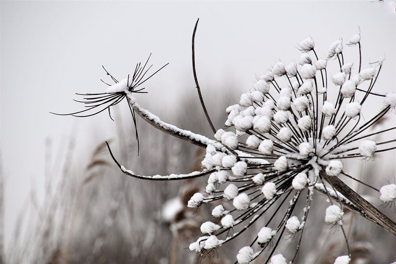 Berenklauw met sneeuw par Susan Dekker