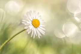 Liebling von Luc Toegaert