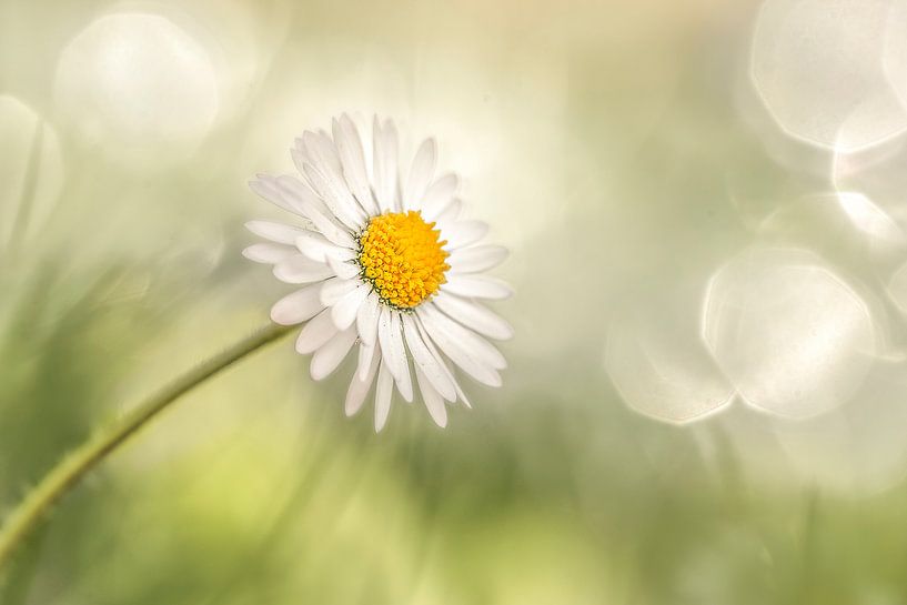 Sweetheart by Luc Toegaert