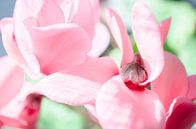 Roze Bloem - Cyclamen, Groen van Nicole Schyns thumbnail