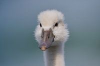 Donzy.nl - Young swan - Portrait