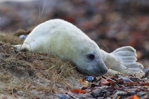 Grijze zeehond (Halichoerus grypus) Pup, in de natuurlijke habitat, Helgoland Duitsland