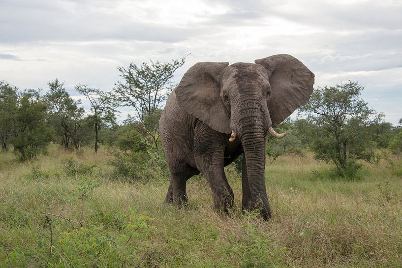 een alerte olifant in het wild von ChrisWillemsen