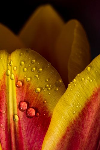 Macro bloem van de tulp