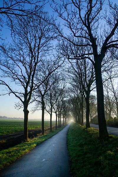 La voie des arbres d'hiver par Willian Goedhart