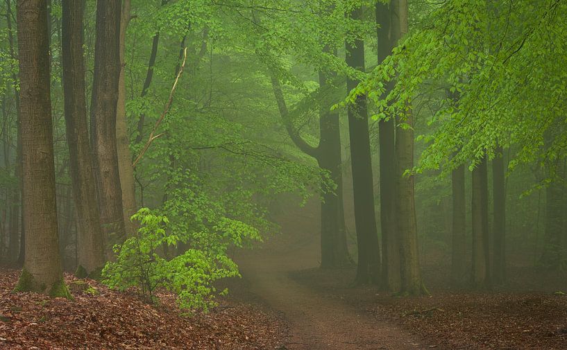 Misty forest in spring 6 by René Jonkhout