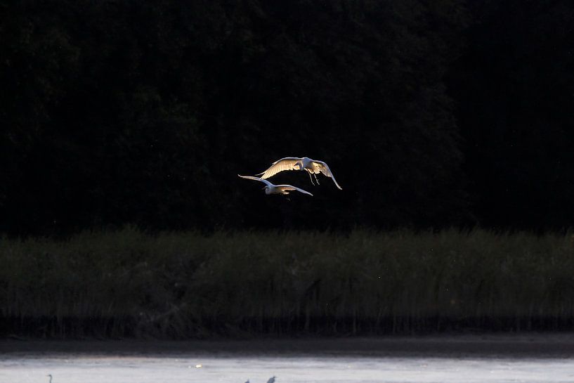 Belle aigrette dans la lumière du soir par Thomas Jäger