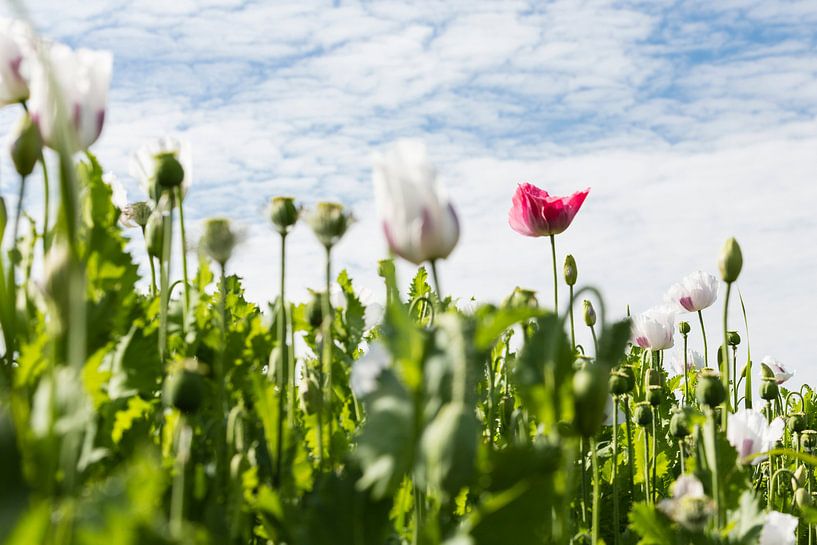 Pink spot by Tienke Huisman