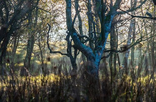 Amsterdamse Waterleiding Duinen