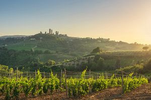Weinberge in der Landschaft von San Gimignano. Toskana, Italien