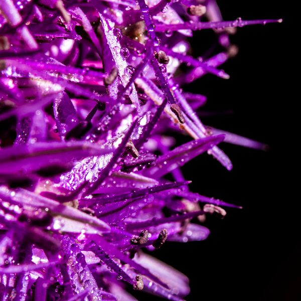 Macrofoto van een Allium na een regenbuitje von de buurtfotograaf Leontien