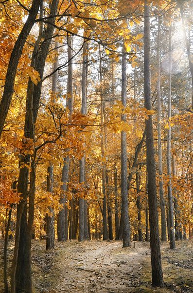 Autumn by Violetta Honkisz