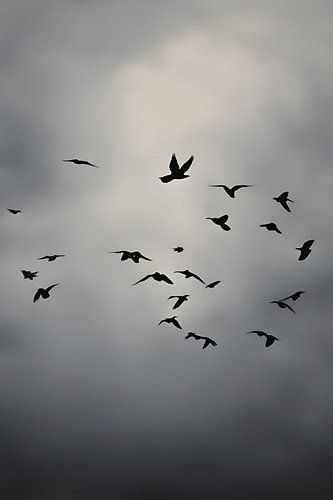 Wolken en Vogels Schilderij