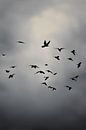 Clouds and Birds Painting by ComfortQ thumbnail