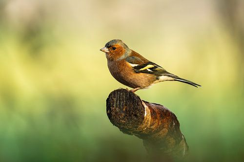 Pinson - Oiseau - Sur une branche sur un joli fond bokeh