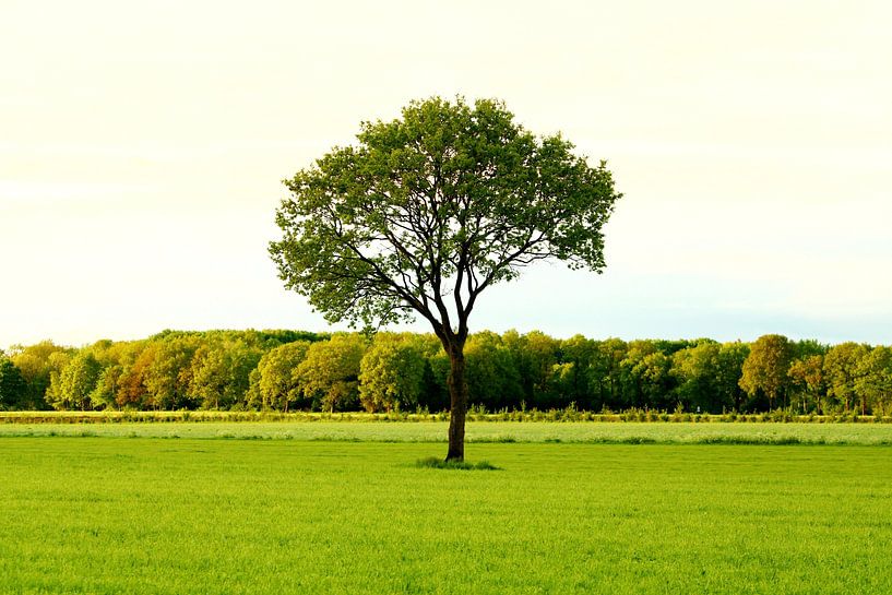Green by Rene Gerlofsma