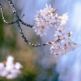 Blüten im Frühling. von Robby's fotografie