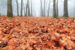 Bladerdek in de herfst von Dennis van de Water