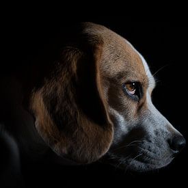 De Eigenwijze Beagle :) van SEE ME fotografie