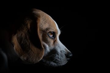 De Eigenwijze Beagle :) van SEE ME fotografie