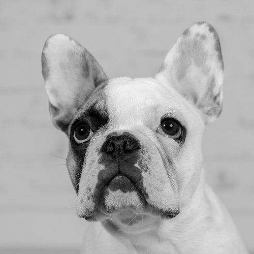 Mollie Franse Bulldog