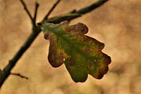 Herfstblad met Bokeh