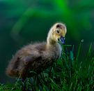 Ducks family wanted by Larsphotografie thumbnail