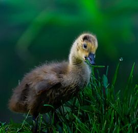 Ducks family wanted by Larsphotografie