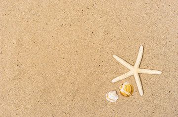 Zeesterren en zeeschelpen op zandstrand van Alex Winter