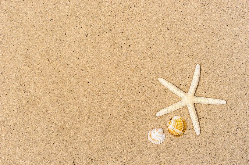 Zeesterren en zeeschelpen op zandstrand van Alex Winter