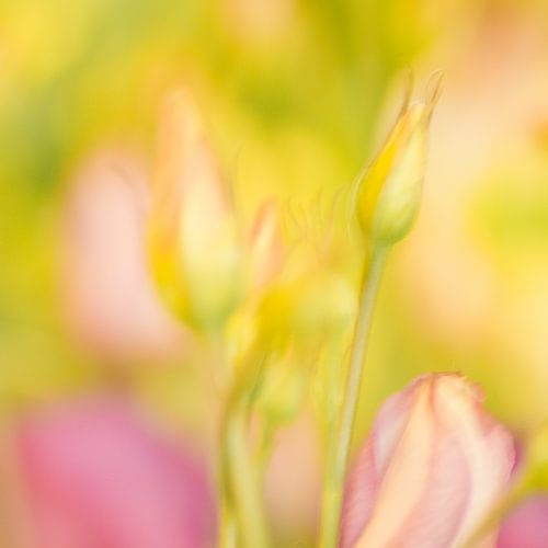bloemen met meervoudige belichting