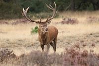 Edelhert op de Hoge Veluwe