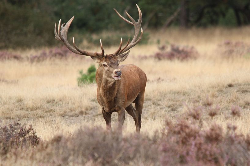 Edelhert op de Hoge Veluwe par Fotografie Fryslân