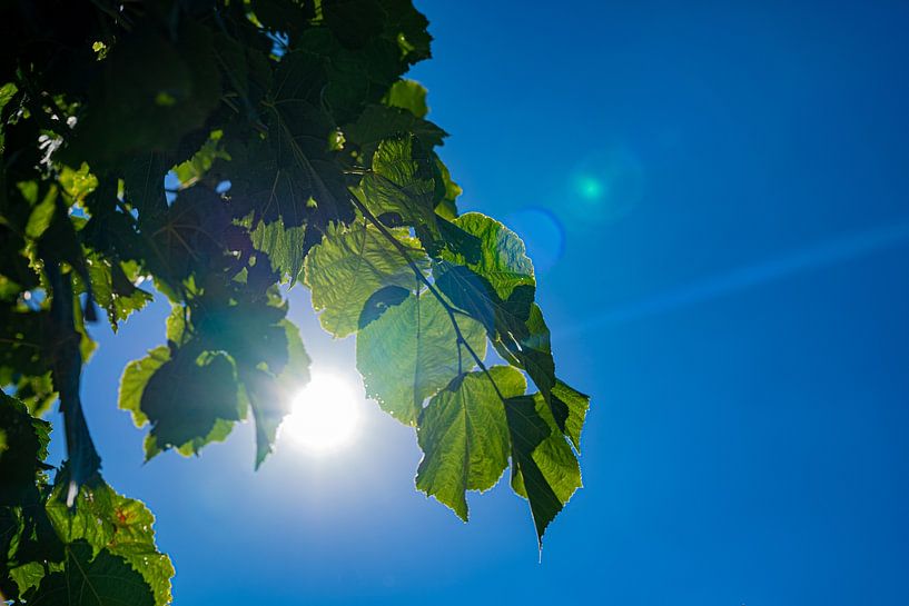 Green as. by Bas Bakker Fotografie