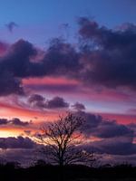 Silhouette of a tree at sunset