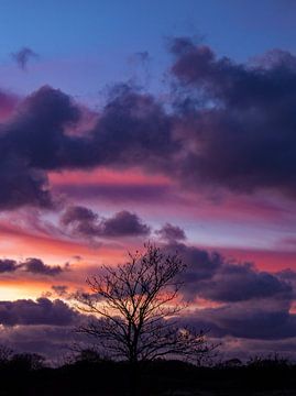 Silhouette of a tree at sunset by Discover Dutch Nature