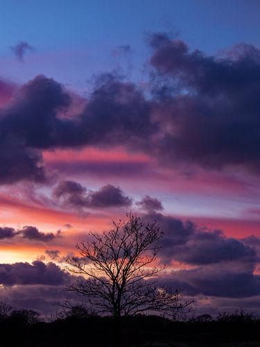 Silhouet van een boom bij zonsondergang