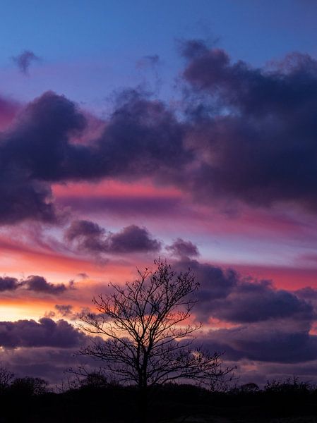 Silhouette d'un arbre au coucher du soleil par Discover Dutch Nature