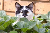 Kätzchen spielt Verstecken