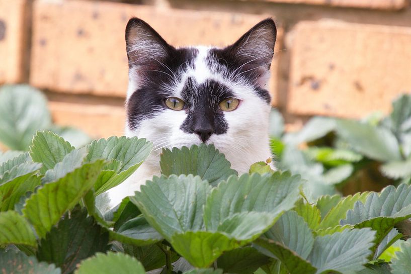 Cat plays hide and seek by Marijke Arends-Meiring
