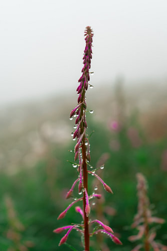 Flower with morning dew - Italy, Dolomites