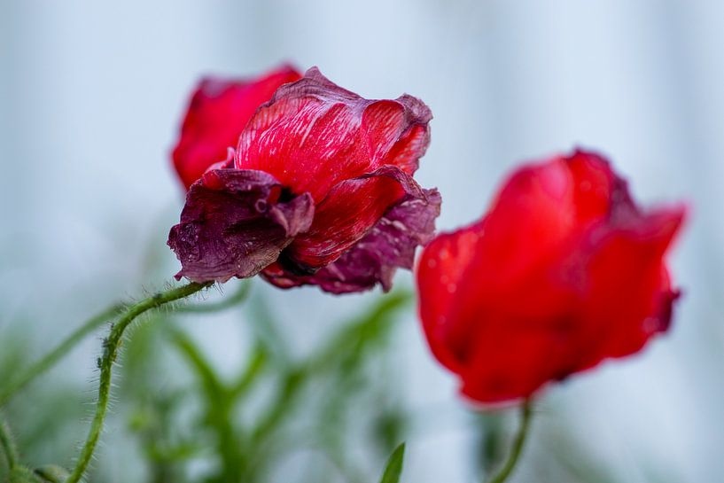 End of by peterheinspictures