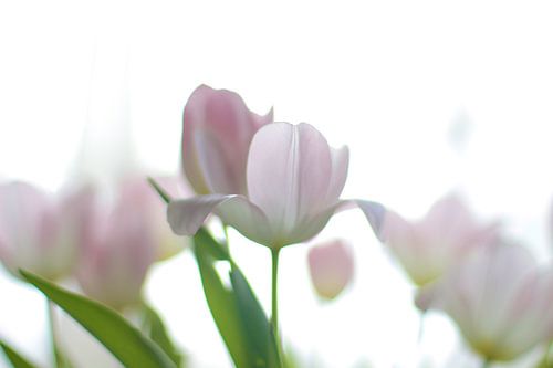 Tulipes