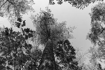 Kijk ook eens omhoog in het bos! van SchumacherFotografie