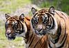 Twee tijgers met scherpte / onscherpte van Erik Wouters thumbnail